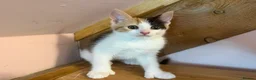 Mixed Breed cats for sale: Stunning polydactyl kittens - Advert 2