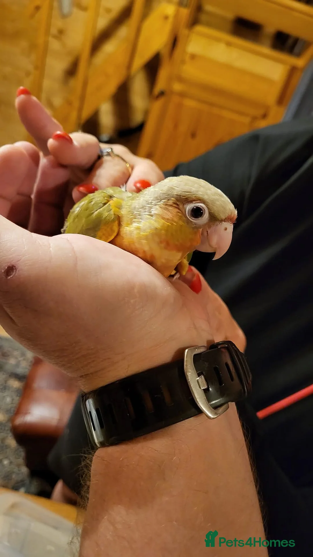 Conures birds for sale: Pineapple and cinnamon green cheek conures - Advert 6