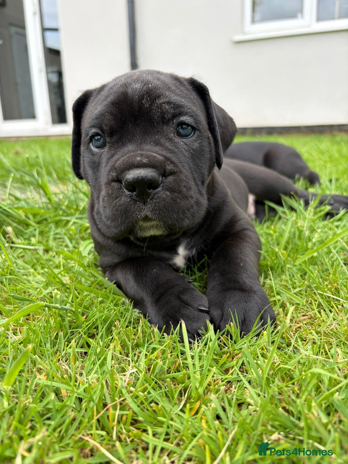 Cane Corso dogs for sale: BEAUTIFUL CANE CORSO PUPPIES in Walsall - Advert 9