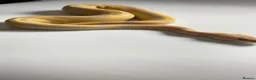 Python Snake reptiles for sale: Candy-Leo-66% het Pied Female - Advert 6