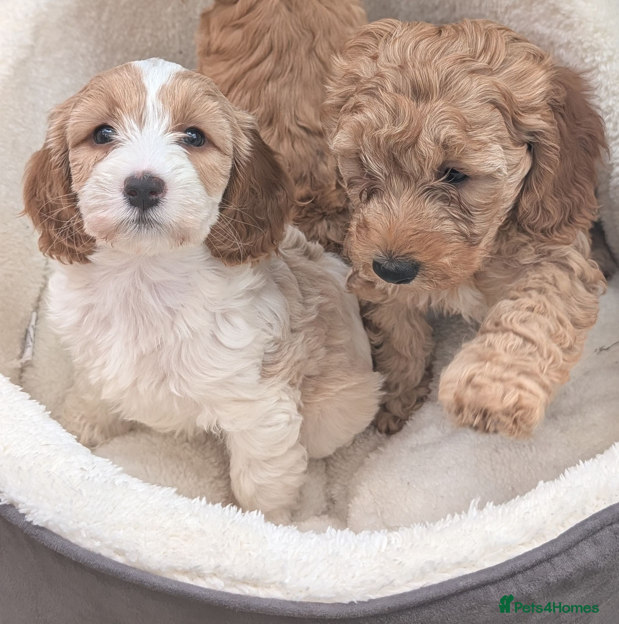 Mixed Breed dogs 3 beautiful cockapoo X cavapoo pups  - Advert 1