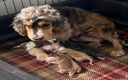 Cocker Spaniel dogs for sale: Adorable show cocker spaniels - Image 1