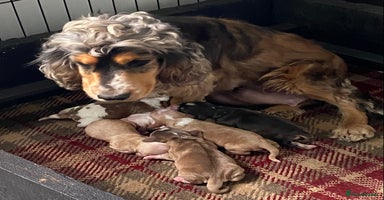 Cocker Spaniel dogs - Advert 8