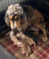 Cocker Spaniel dogs - Advert 8