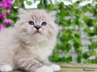 Ragdoll cats 5 amazing European babies. Tica registered - Advert 18