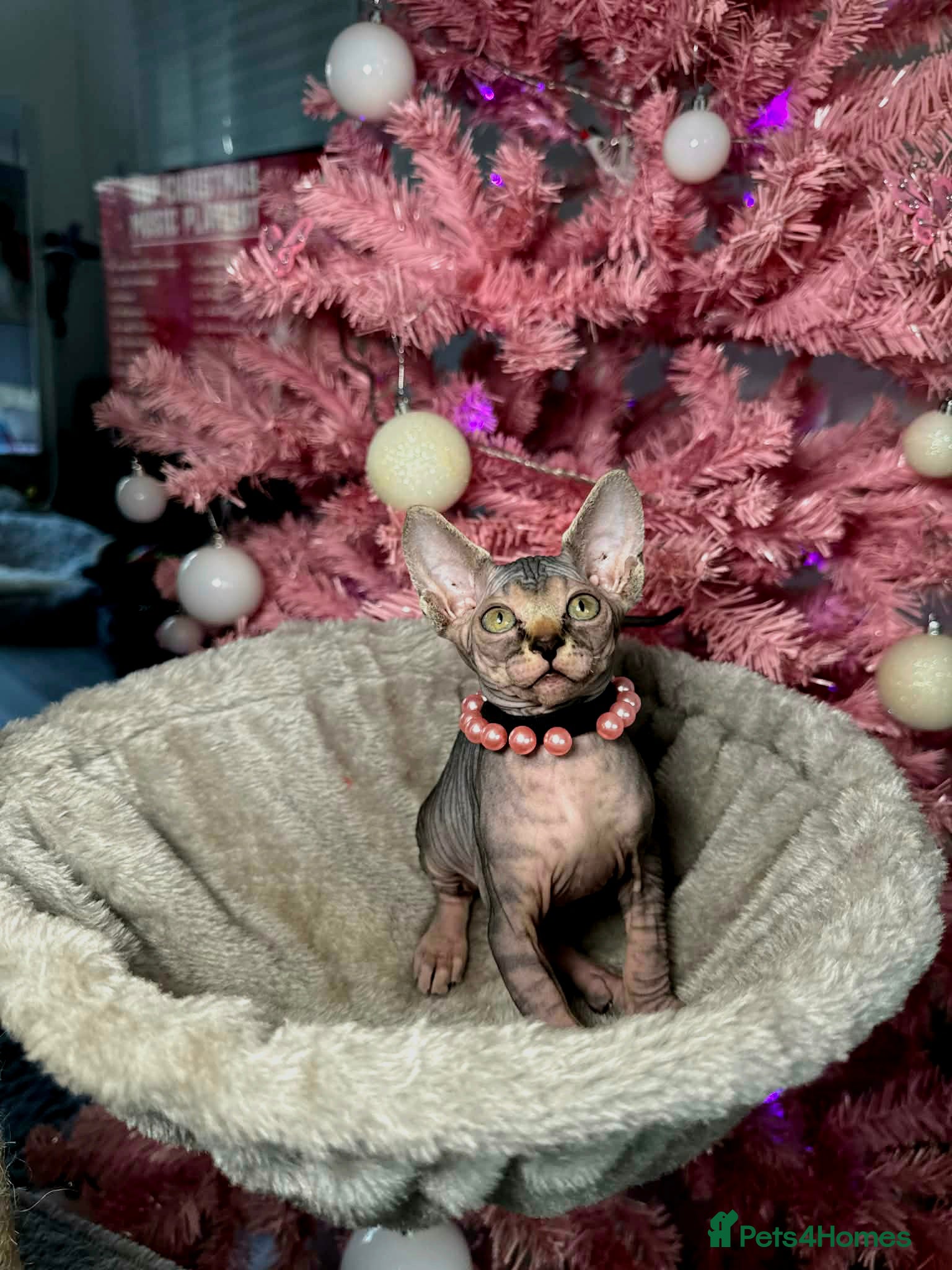 Sphynx cats 🌟 Stunning Sphynx & Elf Kittens  - Advert 4