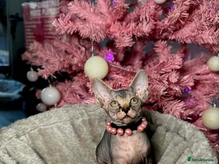 Sphynx cats 🌟 Stunning Sphynx & Elf Kittens - Advert 4