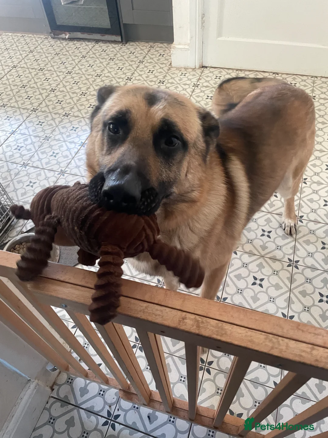 German Shepherd dogs for sale: German shepherd in need of good home  - Advert 2