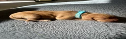 Hungarian Vizsla dogs for sale: 5 handsome hungarian vizsla puppies for sale - Advert 38