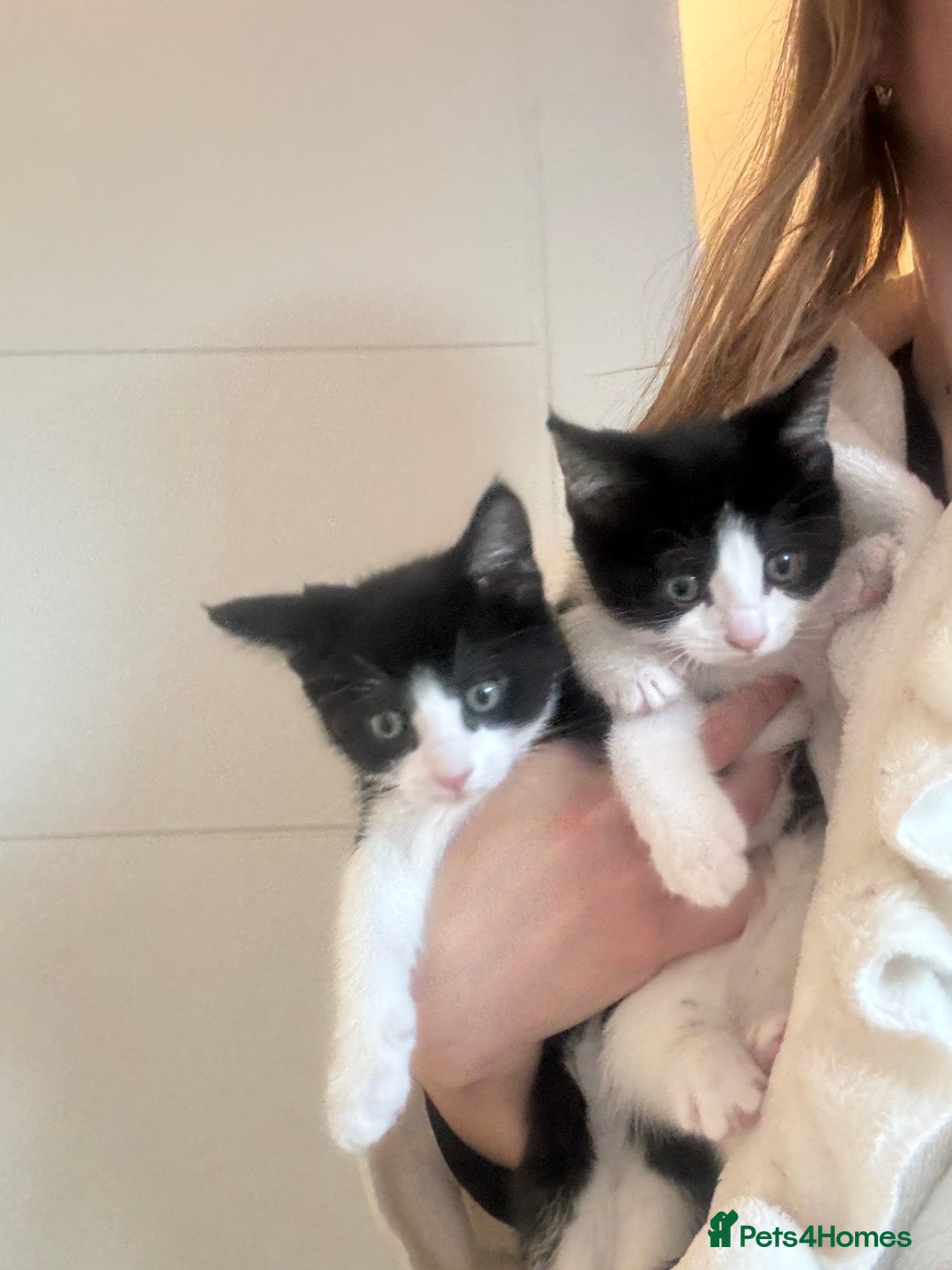 Mixed Breed cats for sale: Kittens £80 for both  - Advert 2