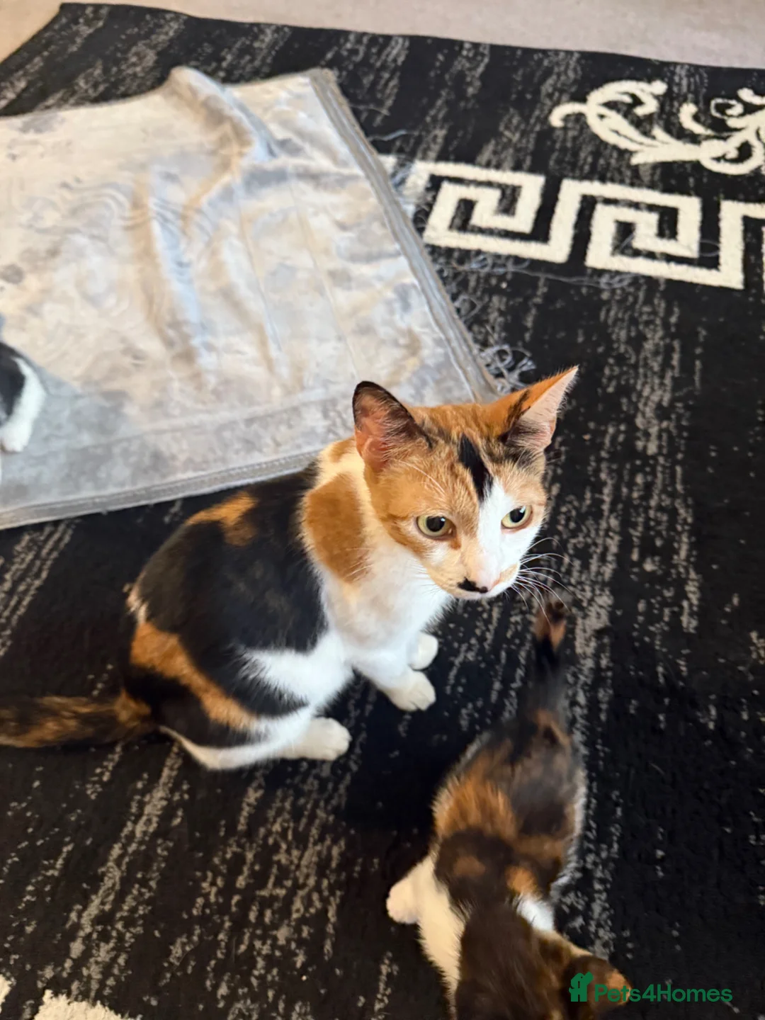 Mixed Breed cats for sale: 3 kittens left  - Advert 2