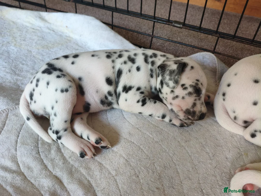 Dalmatian dogs for sale: Kc pups  - Advert 2