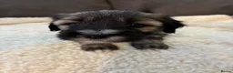 Tibetan Terrier dogs for sale: KC registered Tibetan Terrier puppies in Canterbury - Advert 10