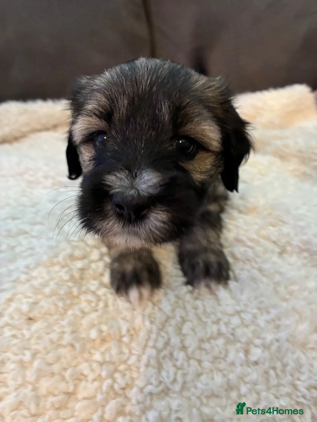 Tibetan Terrier dogs for sale: KC registered Tibetan Terrier puppies in Canterbury - Advert 10