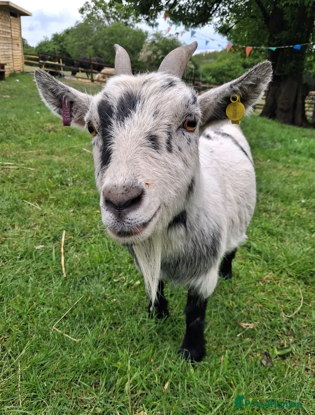 Goats livestock for sale: Two Female Pygmy Goats (to go together) - Advert 7