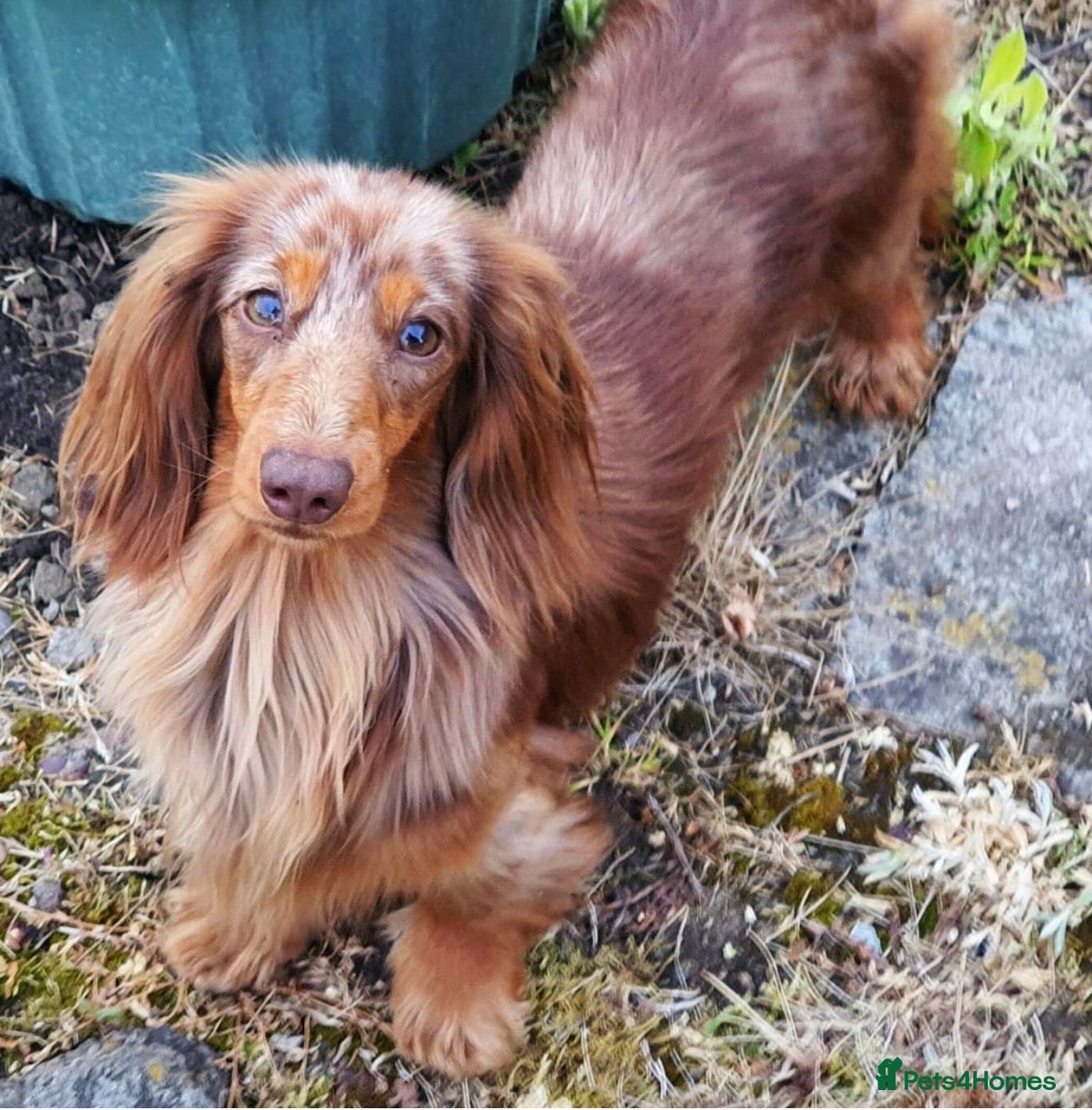 Rolo