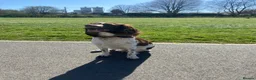 English Springer Spaniel dogs for sale: Springer spaniel puppies due soon  - Advert 5