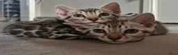 Bengal cats for sale: Only 1 Remaining! TICA Health Tested Kittens - Advert 3