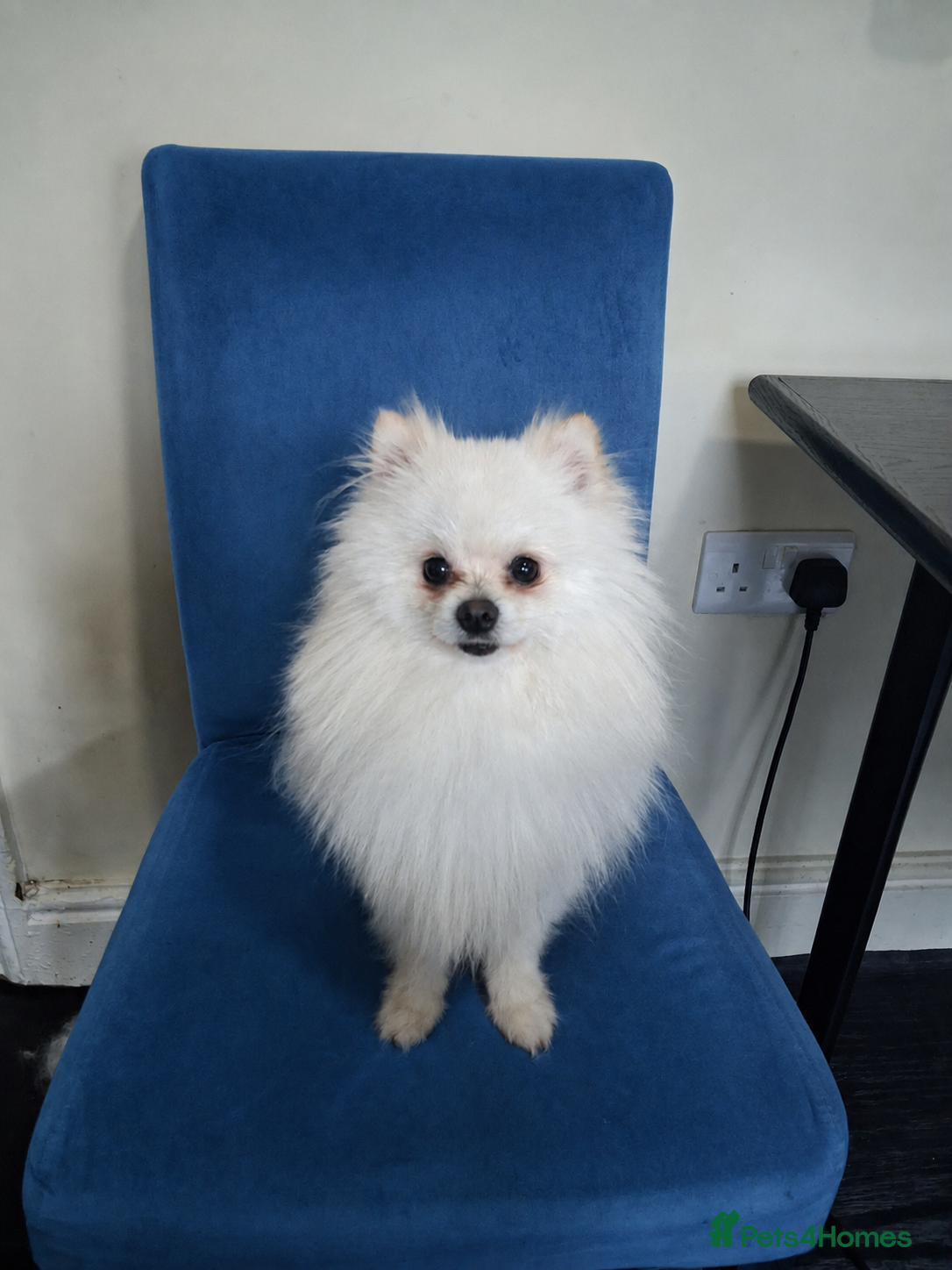 Pomeranian dogs Tyson - Advert 13