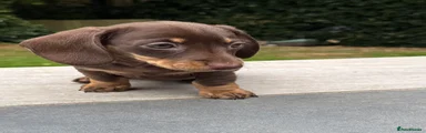Miniature Dachshund 4