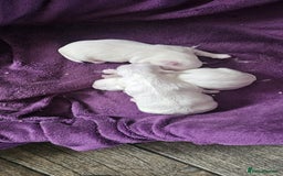 Maltese dogs for sale: 2 gorgeous Maltese boys - Image 3