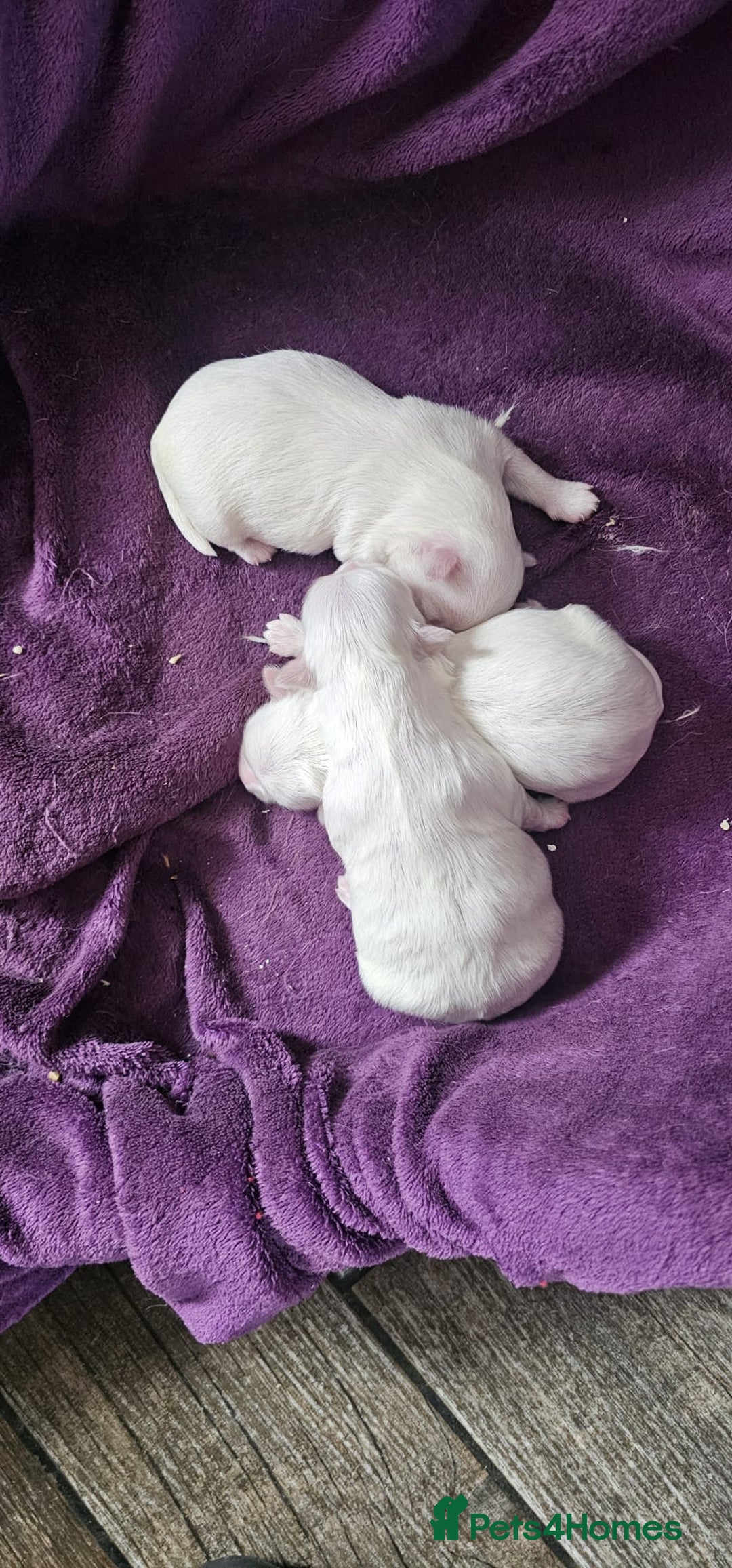 Maltese dogs for sale: 2 gorgeous Maltese boys - Image 3