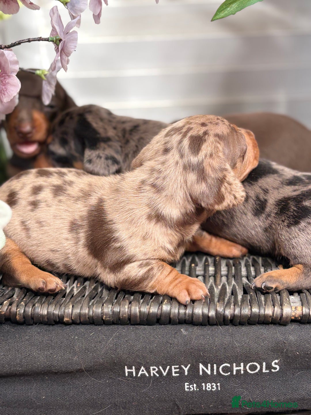 Miniature Dachshund dogs for sale: Miniature Daschund KC. PRA-OI-CRD-PRA-NCL - Image 10