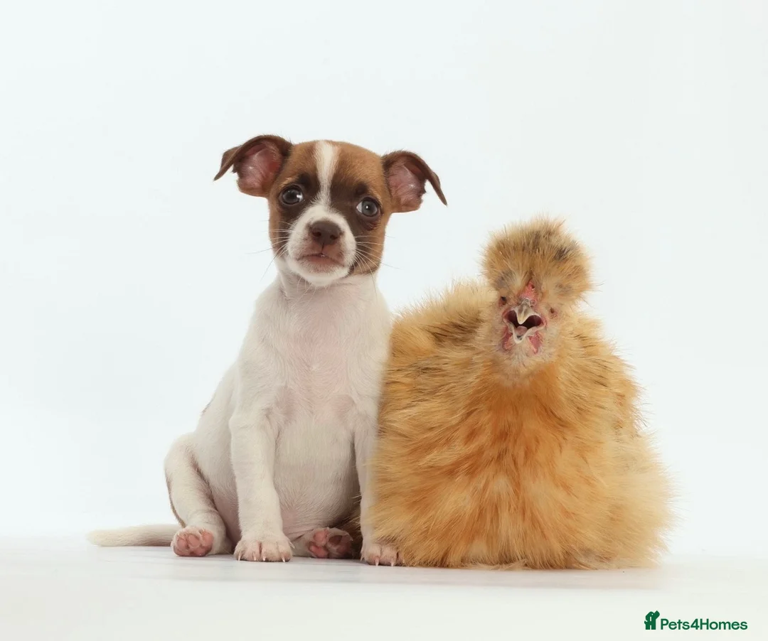 Jack Russell dogs for sale: Adorable mini Jack Russell babies  - Advert 1