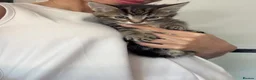 Mixed Breed cats for sale: 4, 8 week old kittens  - Advert 15