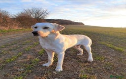 Labrador Retriever dogs for sale: loving Labrador retriever - Image 3
