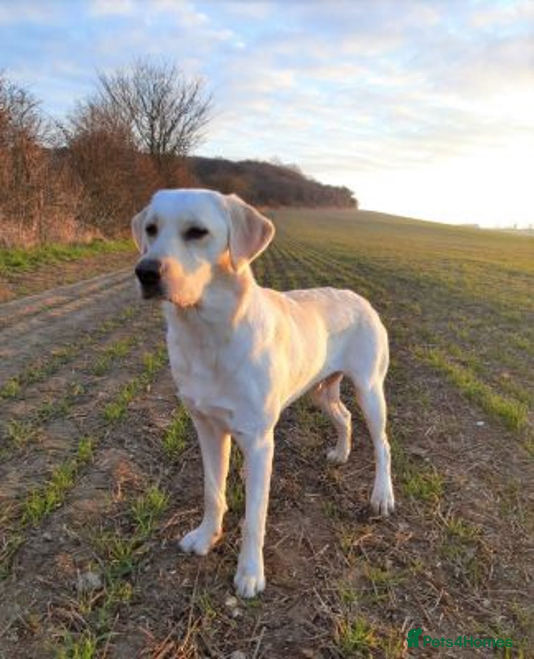 Labrador Retriever dogs for sale: loving Labrador retriever - Image 3