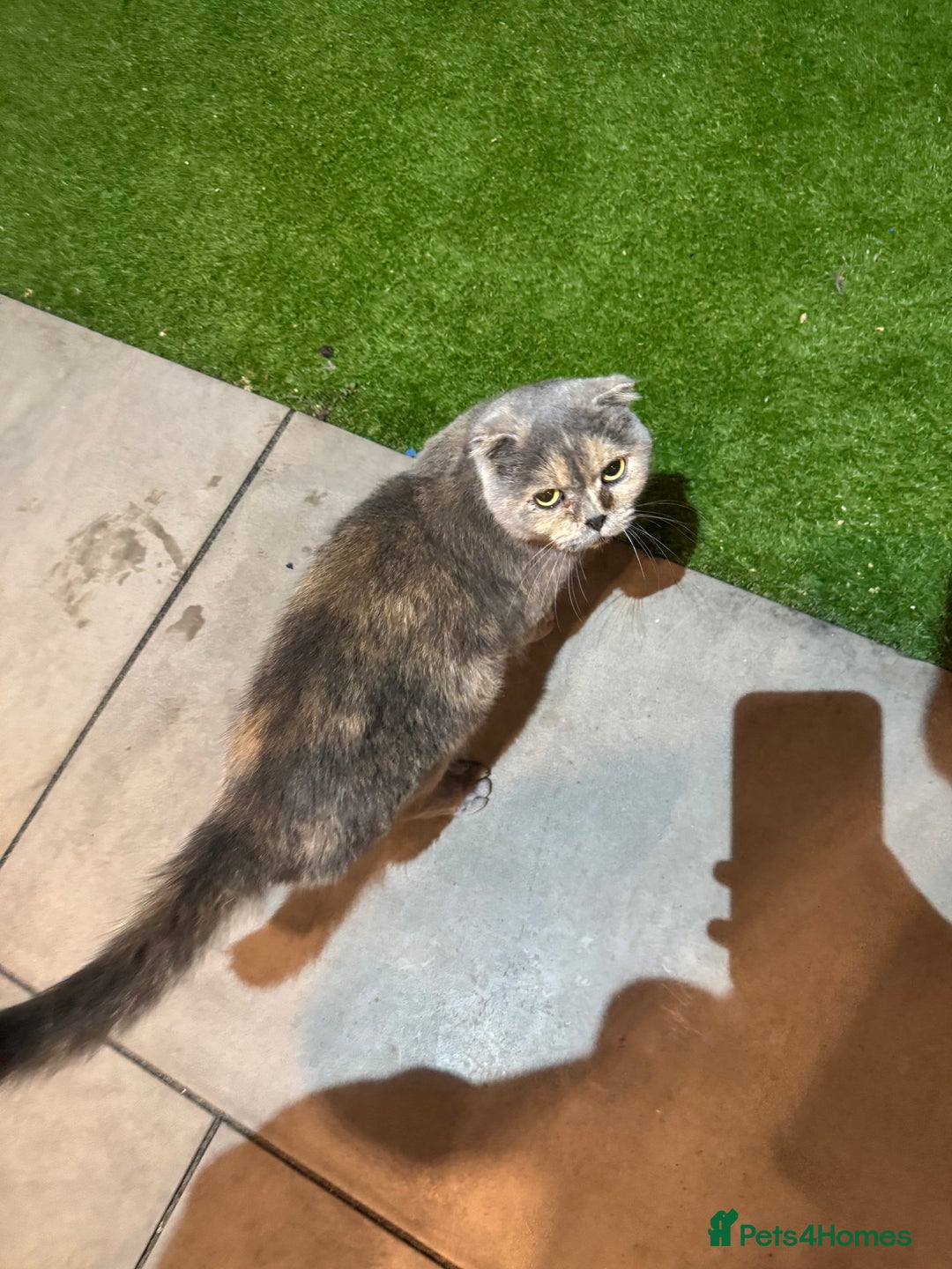 Scottish Fold cats for sale: Stunning purebred Scottish Folds for sale - Image 7