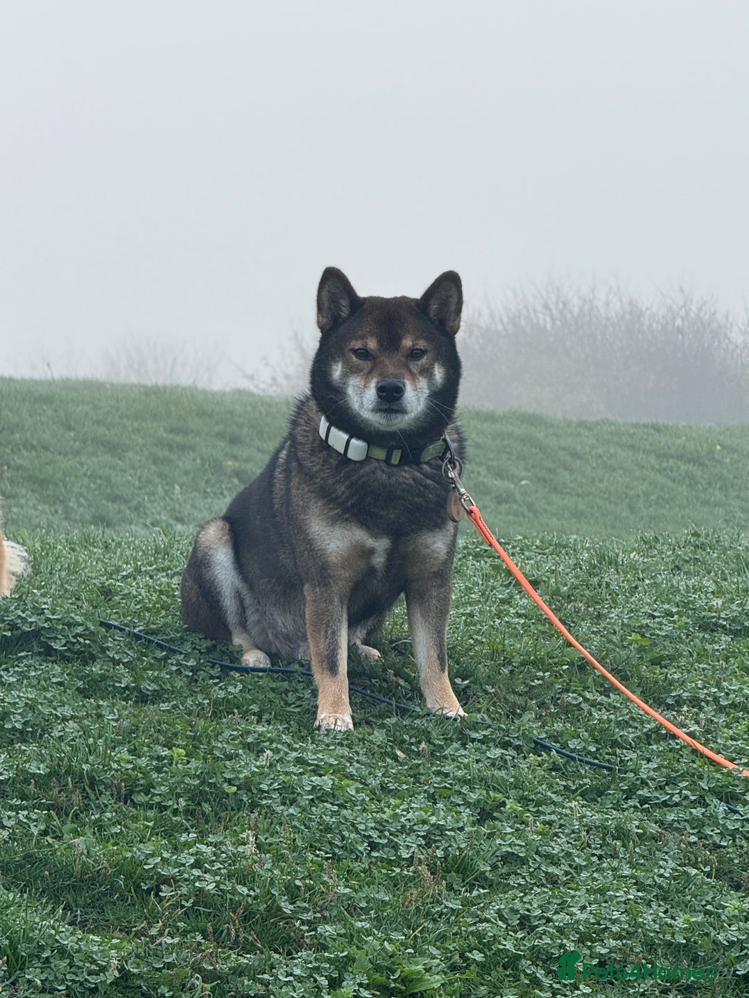 Japanese Shiba Inu dogs for stud: Handsome BOY ready for STUD duties  - Advert 3
