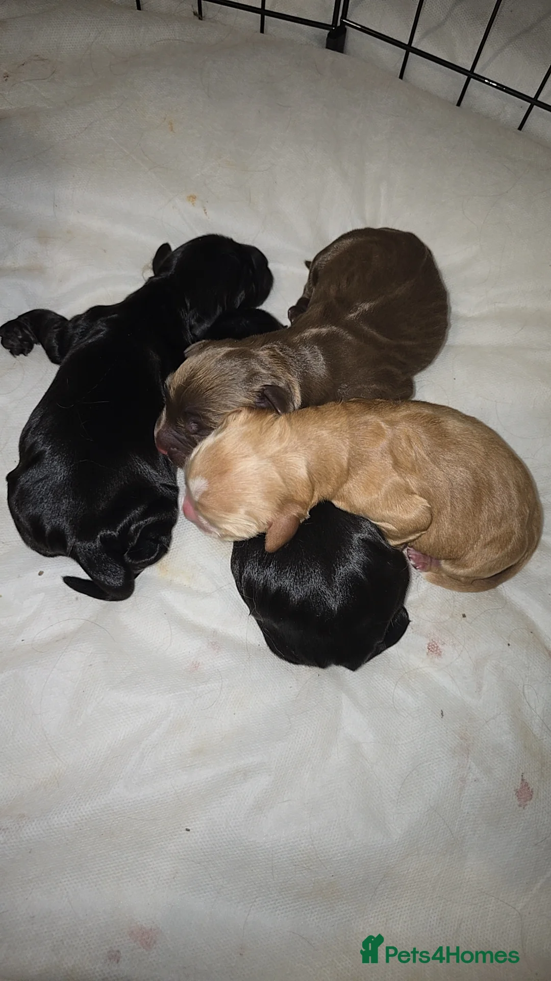 Cocker Spaniel dogs for sale: Cocker spainel puppies - Advert 2