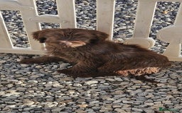 Mixed Breed dogs for sale: Cocker spaniel + Tibetan terrier =kobetan - Image 4