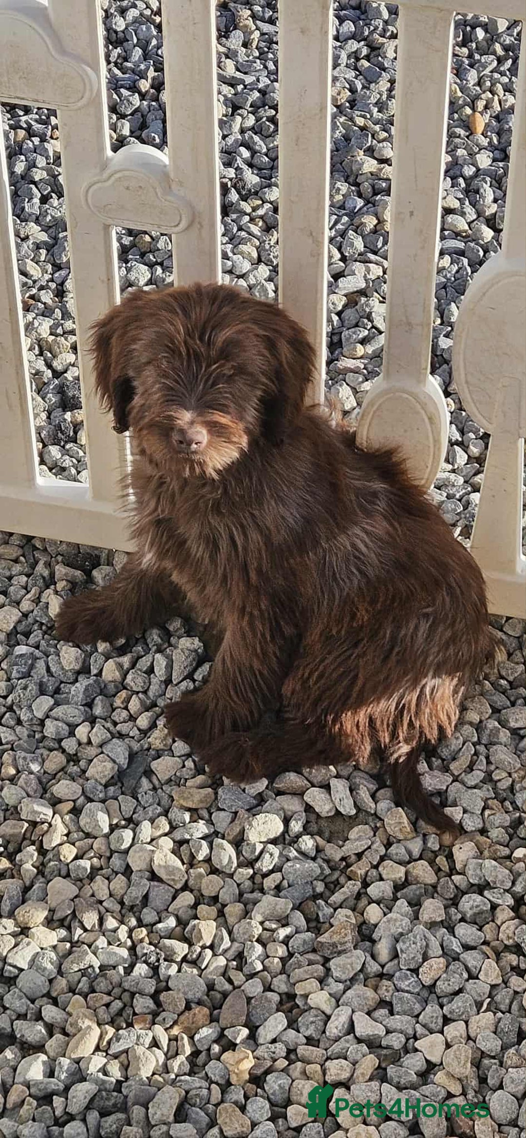 Mixed Breed dogs for sale: Cocker spaniel + Tibetan terrier =kobetan - Image 4