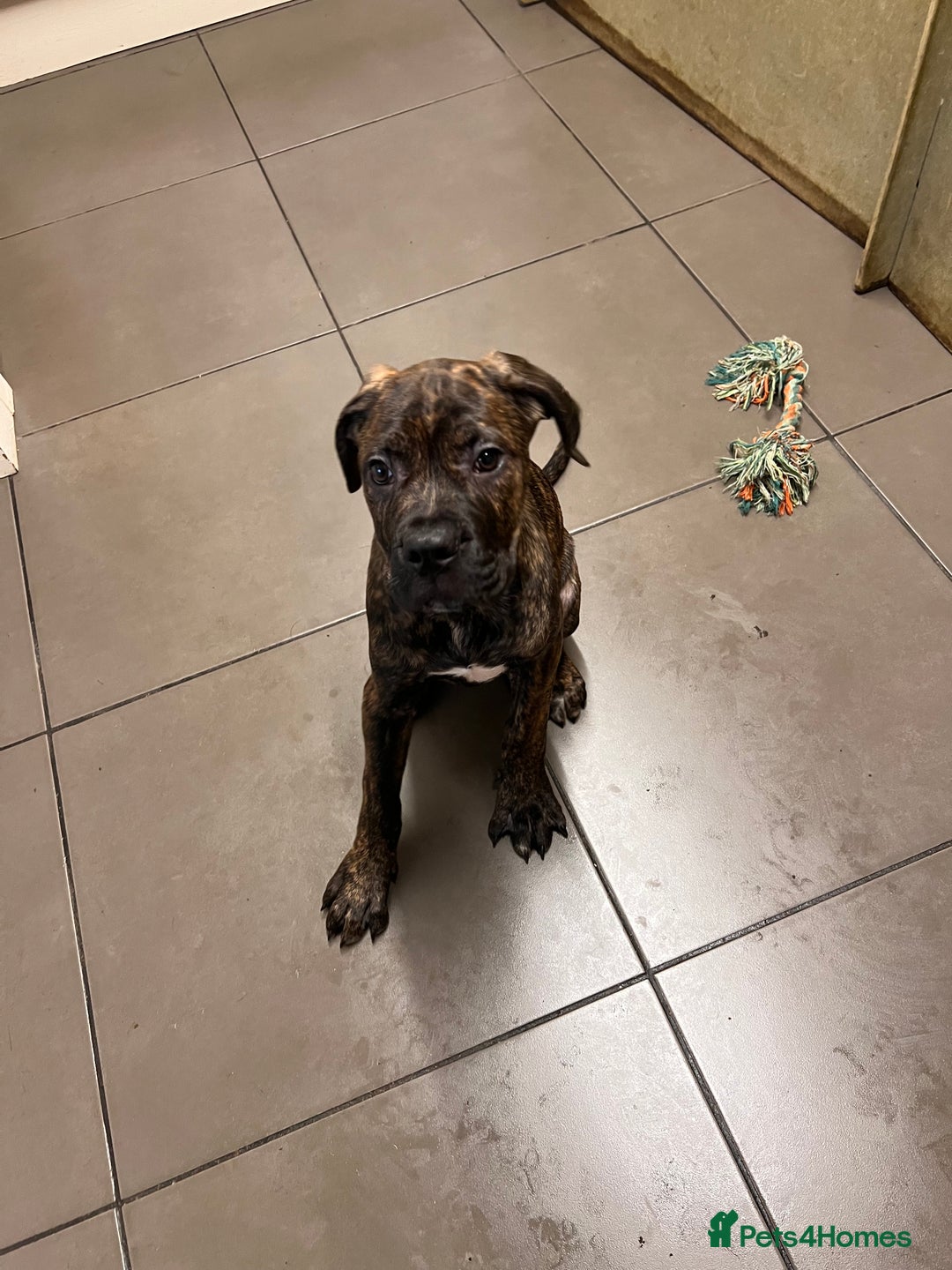 Cane Corso dogs for sale: 🐾 Majestic Cane Corso Puppies –Loyal Guardians 🐾 - Advert 4