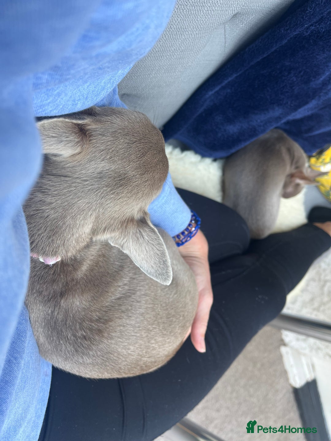 Chihuahua dogs for sale: Beautiful Lilac dear head chihuahua - Image 5