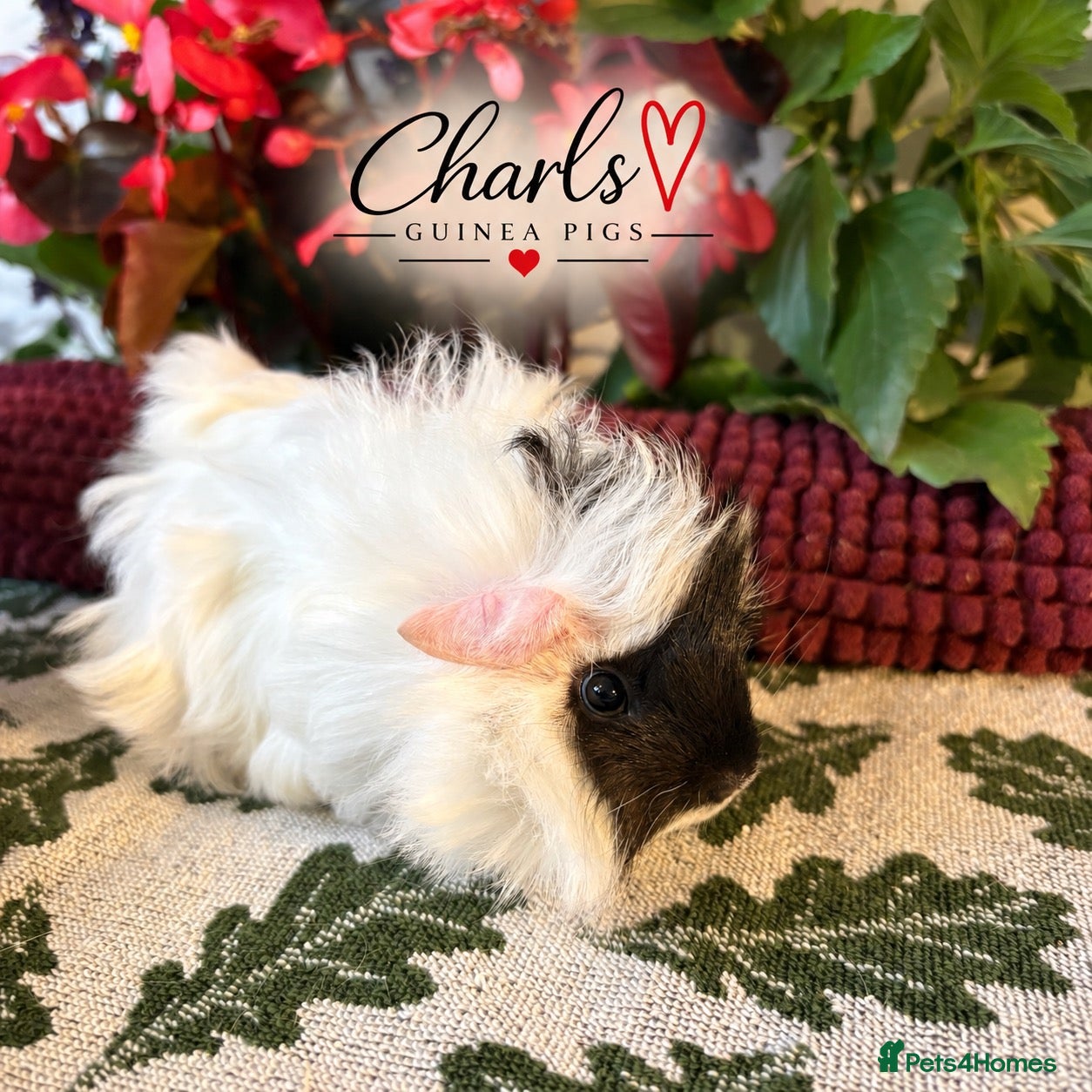 Guinea Pig rodents for sale: Lots of Female Guinea Pigs for sale  - Advert 2
