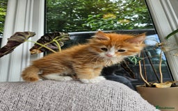 Maine Coon cats for sale: Maine Coon kittens available Chunky and confident - Image 17