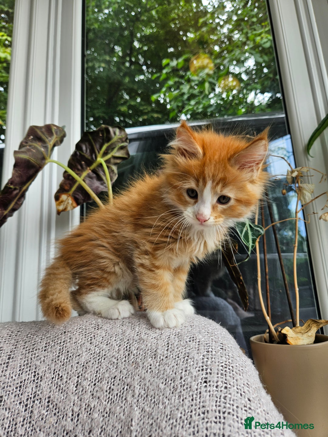 Maine Coon cats for sale: Maine Coon kittens available Chunky and confident - Image 17