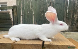Continental Giant rabbits for sale: 2 male continental giants left - Image 1