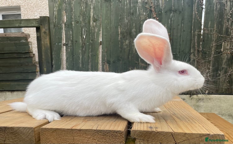 Continental Giant rabbits - Advert 1