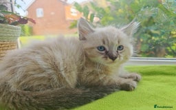 Ragdoll cats for sale: Ragdoll/Siamese Beautifull kitten +chip - Image 13