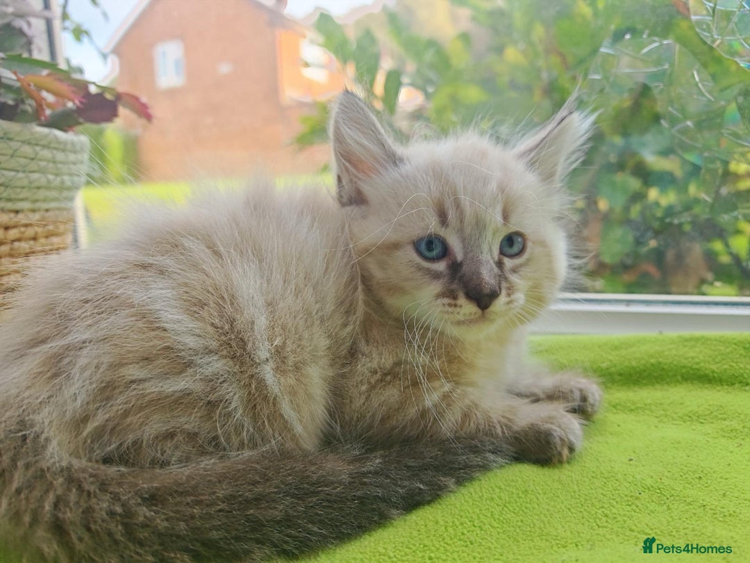 Ragdoll cats for sale: Ragdoll/Siamese Beautifull kitten +chip - Image 13