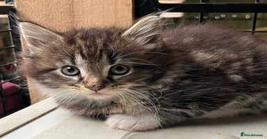 Maine Coon cats - Advert 2