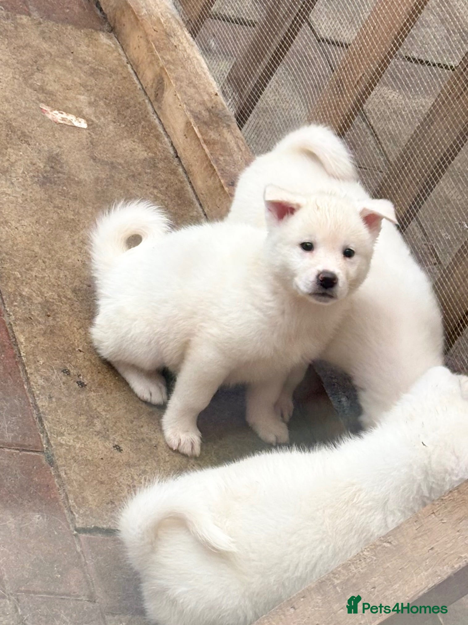 Japanese Akita Inu dogs Japanese Akita Inu Puppies - Advert 6