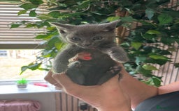 Mixed Breed cats for sale: Adorable kitten - Image 18