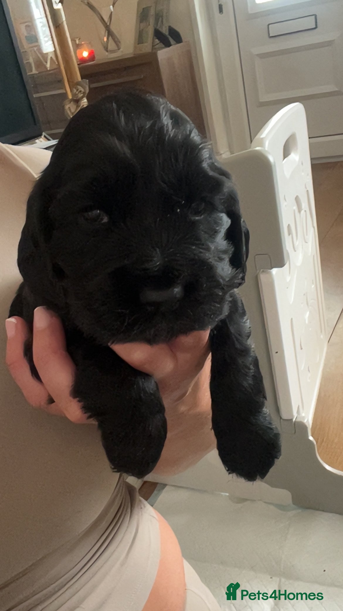 Cocker Spaniel dogs Beautiful KC reg Show cockers  - Advert 2