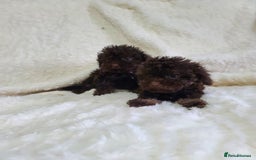 Cavapoo dogs for sale: *VIDEOS* F1b Cavapoos. Chocolate & Tan. DNA tested - Image 8